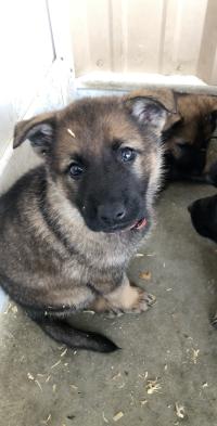 dog trainer cost dog trainer cost