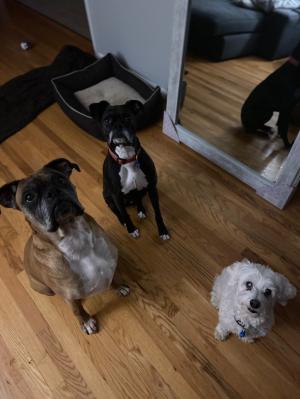 Pet Sitting Rates: Overnight and In Home | 2020 Prices ...