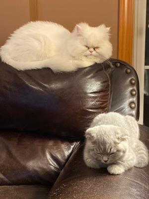 2020 Average Cat Groomer Cost With Price Factors