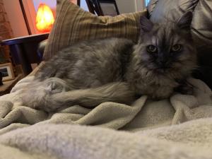 2020 Average Cat Groomer Cost With Price Factors