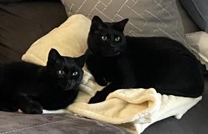 Pet Sitting Rates: Overnight and In Home | 2020 Prices ...
