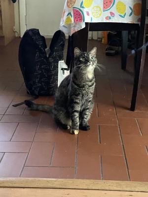 Pet Sitting Rates: Overnight and In-Home | 2023 Prices (average)